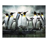 Wee Blue Coo Emperor Penguin Huddle Birds Antarctica Photo Art Picture Canvas Print