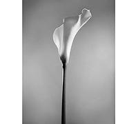 Wee Blue Coo Flower Black and White Calla Lily Unframed Art Print Poster Wall Decor 12x16 inch Fleur Affiche Mur Déco