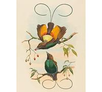 Wee Blue Coo John Gould W Hart British Magnificent Bird Paradise Zoology Wall Art Print Mur Décor 30 x 41 cm