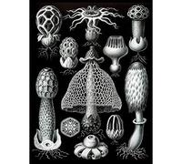 Wee Blue Coo Nature Ernst Haeckel Gus Mushroom Toadstool Biology Germany Wall Art Print Mur Décor 30 x 41 cm