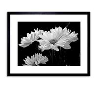 Wee Blue Coo Nature Flowers Daisy Black White Framed Art Print Poster F97X12355