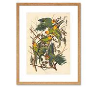Wee Blue Coo Peinture Oiseau Audubon Carolina Parrot Encadré Wall Art Print