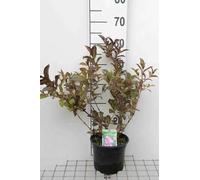 Weigela flor. 'Wine&roses'® ('alexandra'®) - Weigelia 40- 50 cm - conteneur