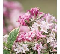 Weigela florida Nana Variegata 2L - Fleurs bicolores et feuilles multicolores