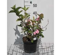 Weigela hybr. 'Carnaval'® ( 'courtalor'®) - Weigelia 50- 60 cm - conteneur
