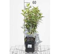 Weigela hybr. 'Nana Variegata' - Weigelia 30- 40 cm - Conteneur