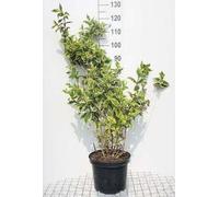Weigela hybr. 'Nana Variegata' - Weigelia 50- 60 cm - conteneur