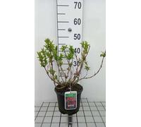 Weigela hybr. 'Red Prince' - Lys cunéiforme 40-50 cm - Conteneur