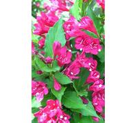 Weigela hybr. 'Red Prince' - Weigelia 50- 60 cm - conteneur
