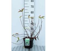 Weigela 'Moulin Rouge'® ('brigela') - Weigelia 50- 60 cm - conteneur