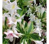 Weigela 'Nana Variegata'- Weigela florida 'Nana Variegata' 30-40 cm en conteneur