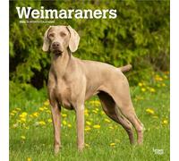 Weimaraners | Calendrier mural mensuel carré 2026 30,5 x 61 cm | Sans plastique | BrownTrout | Animaux races de chiens