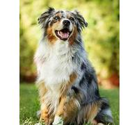 Weiniuniu Canevas Point de Croix Kit Complet berger australien 11CT Adulte point de croix kit DIY debutant broderie point de croix imprimé 40×50 cm