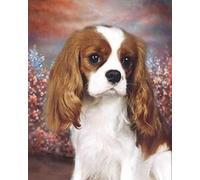Weiniuniu Canevas Point de Croix Kit Complet Cavalier King Charles Spaniel 11CT Adulte point de croix kit DIY debutant broderie point de croix imprimé 40×50 cm