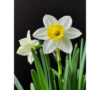 Weiniuniu Canevas Point de Croix Kit Complet Fleurs de plante 11CT Adulte point de croix kit DIY debutant broderie point de croix imprimé 40x50 cm