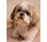 Weiniuniu Canevas Point de Croix Kit Complet shih tzu animal 11CT Adulte point de croix kit DIY debutant broderie point de croix imprimé 50×70 cm