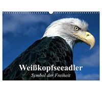 Weißkopfseeadler. Symbol der Freiheit (Wandkalender 2026 DIN A3 quer), CALVENDO Monatskalender: Die königlichen Raubvögel und Götterboten aus der Nähe betrachten