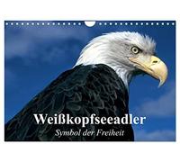 Weißkopfseeadler. Symbol der Freiheit (Wandkalender 2026 DIN A4 quer), CALVENDO Monatskalender: Die königlichen Raubvögel und Götterboten aus der Nähe betrachten
