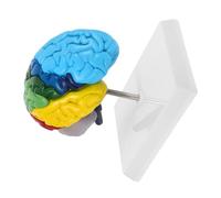 WEKADRIN Anatomique Fonctionnel Éducatif pour Étude et Affichage Zones Colorées Précises pour Apprentissage