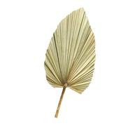 WEKADRIN Feuille de Palmier Séchée Naturelle Taille Grosse Vert Olive, Décoration D’Arche de Mariage, Accessoire Photo et Décor de Fête, Bouquet Feuilles Séchées pour Intérieur et