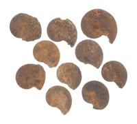 WEKADRIN Lot de 10 Spécimens D'ammonites Naturelles pour L'enseignement Scientifique, Modèles Pédagogiques en Fossile de Marin, Décoration Éducative pour Collection et Éveil Garçon