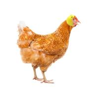 WEKADRIN Lot de 3 Casques pour Poules Ajustables en Plastique Élastique Couvre-Chef Amusant pour Animaux de Compagnie Protection Tête pour Volailles Jaune Feu Camouflage