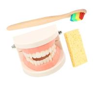 WEKADRIN Modèle Éducatif de Brossage des Dents avec Brosse Bois pour Garçon Fille Kit Standard Montessori pour Apprentissage des Soins Dentaires et Pédagogique Couleur Couleur Aléatoire