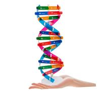 WEKAMOS 2 pièces Modèle Adn Double Hélice Éducatif Scientifique pour Garçon Fille Composant Pédagogique et Résistant à Usure Apprentissage Biologie et Développement Pensée Analytique