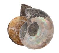 WEKAMOS 2 Pièces Pendentif Fossile Ammonite Naturel Lune Tranche De Conque Pour Étude Et Décoration Feng Shui Kit Spécimens Pour Garçon Fille Et Adultes Lot