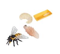 WEKAMOS Modèle Éducatif Cycle de Vie Abeille Plastique Sûr pour Observation Insectes Garçon Fille Apprentissage Sciences Naturelles