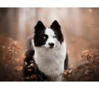 WELIWE 5D Diamond Painting DIY Broderie Numéros Diamant Peinture Kit Complet Strass Arts Pour Enfants Adultes Décoration Murale Chien des buissons 40x50 cm
