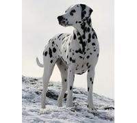 WELIWE 5D Diamond Painting DIY Broderie Numéros Diamant Peinture Kit Complet Strass Arts Pour Enfants Adultes Décoration Murale Dalmatien 40x50 cm