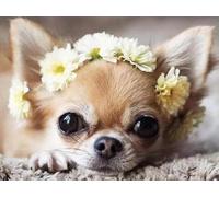 WELIWE Kit Broderie Point de Croix Estampé 11CT Adultes Débutant Compté Point de Croix Kits DIY Pré Imprimé Canevas art broderie chihuahua des animaux 40x50 cm