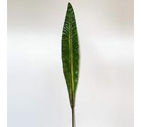 WELL HOME MOBILIARIO & DECORACIÓN Feuille de Piment Artificielle de décoration 98 cm en Caoutchouc