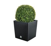 WellHome Lot de Pots de Fleurs Rato, Anthracite 32 l avec Support pour Plantation 32 x 32 x 32,5 cm + Boule de buis