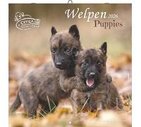 Welpen 2026 - Broschürenkalender 30x30 cm (30x60 geöffnet) - Kalender mit Platz für Notizen - Puppies - Hundekalender - Bildkalender - Wandkalender: Puppies