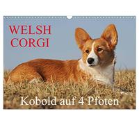 Welsh Corgi - Leprechaun à 4 pattes, Version française (Calendrier mural 2026 DIN A3 portrait), Calendrier CALVENDO mensuel