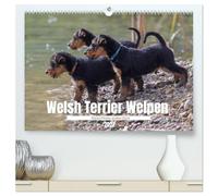 Welsh Terrier Welpen - Kleine Pfoten, großes Glück (hochwertiger Premium Wandkalender 2027 DIN A2 quer), Kunstdruck in Hochglanz: Freche Blicke, süße ... die schönsten Seiten junger Welsh Terrier.