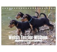 Welsh Terrier Welpen - Kleine Pfoten, großes Glück (Tischkalender 2027 DIN A5 quer), CALVENDO Monatskalender: Freche Blicke, süße Schnauzen und jede ... die schönsten Seiten junger Welsh Terrier.