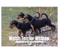 Welsh Terrier Welpen - Kleine Pfoten, großes Glück (Wandkalender 2027 DIN A2 quer), CALVENDO Monatskalender: Freche Blicke, süße Schnauzen und jede ... die schönsten Seiten junger Welsh Terrier.