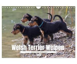 Welsh Terrier Welpen - Kleine Pfoten, großes Glück (Wandkalender 2027 DIN A4 quer), CALVENDO Monatskalender: Freche Blicke, süße Schnauzen und jede ... die schönsten Seiten junger Welsh Terrier.