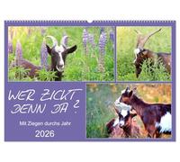 Wer zickt denn da? Mit Ziegen durchs Jahr (Wandkalender 2026 DIN A2 quer), CALVENDO Monatskalender: Freche Ziegen auf Wiesen und Weiden