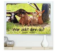 Wer zickt denn da? - Zicklein-Edition (hochwertiger Premium Wandkalender 2026 DIN A2 quer), Kunstdruck in Hochglanz: Die niedlichen kleinen Ziegen sind los!