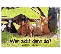 Wer zickt denn da? - Zicklein-Edition (Wandkalender 2026 DIN A3 quer), CALVENDO Monatskalender: Die niedlichen kleinen Ziegen sind los!