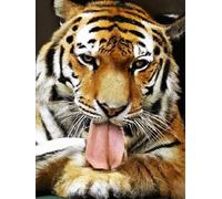 Wergund Diamond Painting Tigre, 5D DIY Broderie Diamant Animaux, Peinture Diamant Kits pour Adultes Strass, Diamant Arts Craft Débutant pour la Décoration Murale à la Maison 30x40 cm
