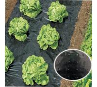 WERKA PRO Film percé de paillage Potager