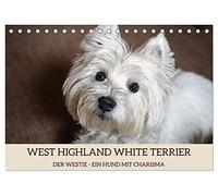 WEST HIGHLAND WHITE TERRIER - DER WESTIE - EIN HUND MIT CHARISMA (Tischkalender 2026 DIN A5 quer), CALVENDO Monatskalender: Bezaubernde Fotos des ... dem großen Herz, liebevoll Westie genannt.