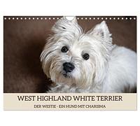 WEST HIGHLAND WHITE TERRIER - DER WESTIE - EIN HUND MIT CHARISMA (Wandkalender 2026 DIN A4 quer), CALVENDO Monatskalender: Bezaubernde Fotos des ... dem großen Herz, liebevoll Westie genannt.