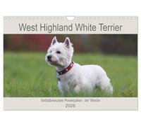 West Highland White Terrier - Selbstbewustes Powerpaket - der Westie (Wandkalender 2026 DIN A4 quer), CALVENDO Monatskalender: Kleine weiße ... für diesen Kalender festgehalten worden.
