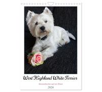 West Highland White Terrier - un bourreau des cœurs à quatre pattes, Version française (Calendrier mural 2026 DIN A4 portrait), Calendrier CALVENDO mensuel